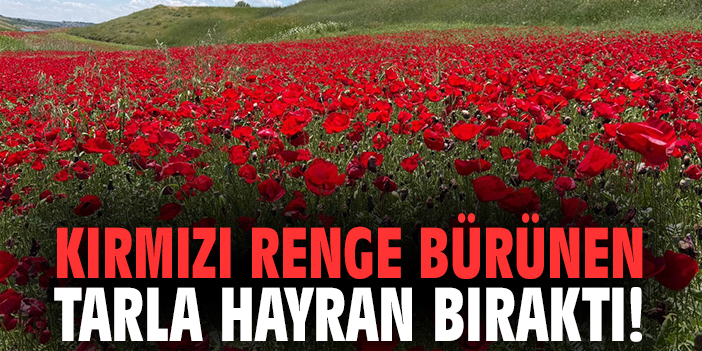 Kırmızı renge bürünen tarla hayran bıraktı!