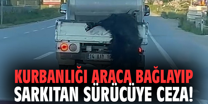 Kurbanlığı araca bağlayıp sarkıtan sürücüye ceza!