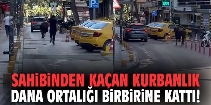 Sahibinden kaçan kurbanlık dana ortalığı birbirine kattı!