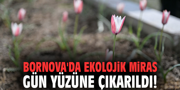 Bornova'da ekolojik miras gün yüzüne çıkarıldı!