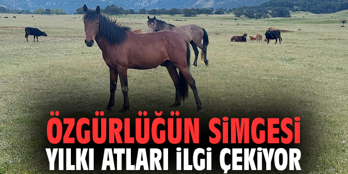 Özgürlüğün simgesi yılkı atları ilgi çekiyor