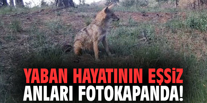 Yaban hayatının eşsiz anları fotokapanda!