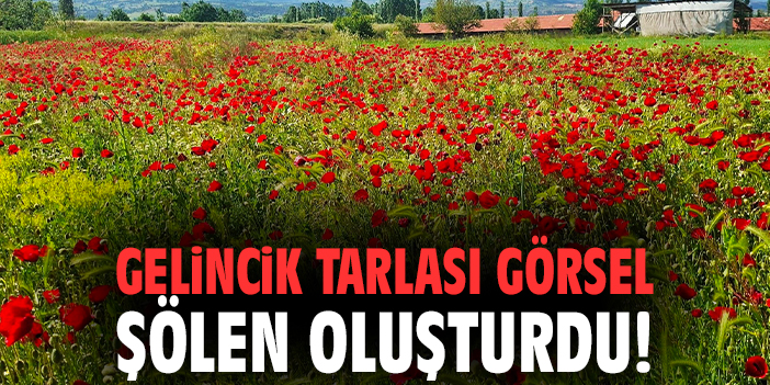 Gelincik tarlası görsel şölen oluşturdu!