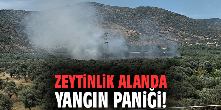 Zeytinlik alanda yangın paniği!