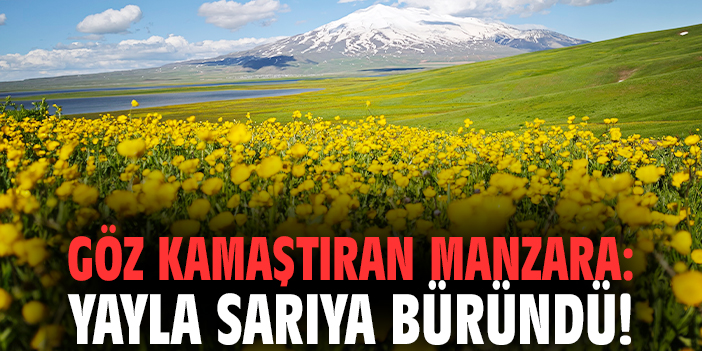 Göz kamaştıran manzara: Yayla sarıya büründü!