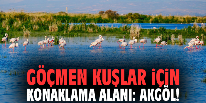 Göçmen kuşlar için konaklama alanı: Akgöl!
