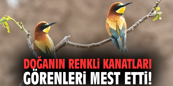 Doğanın renkli kanatları görenleri mest etti!