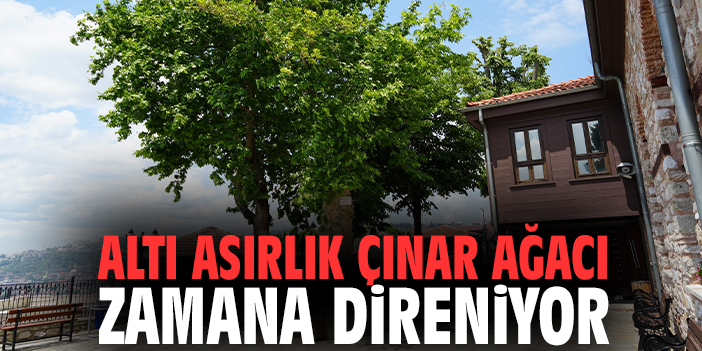 Altı asırlık çınar ağacı zamana direniyor
