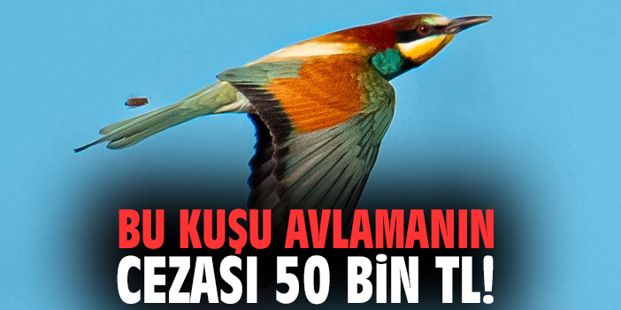 Bu kuşu avlamanın cezası 50 bin TL!