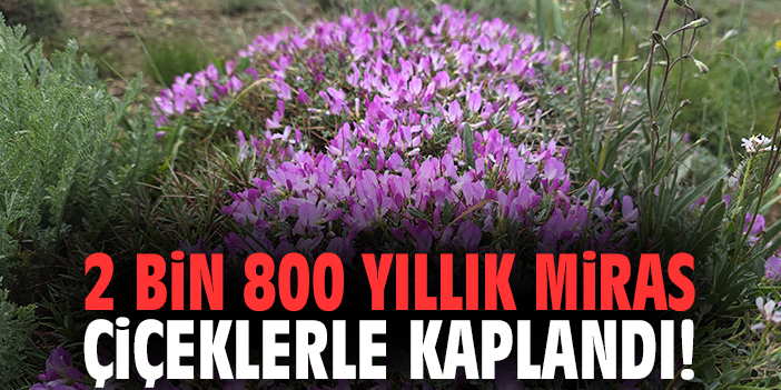 2 bin 800 yıllık miras çiçeklerle kaplandı!
