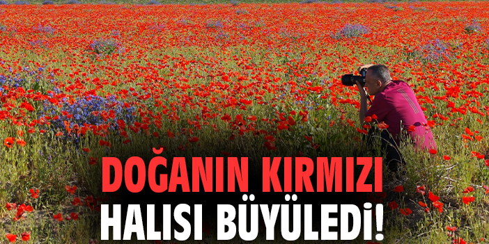 Doğanın kırmızı halısı büyüledi!