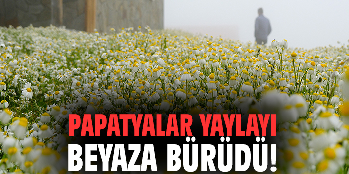 Papatyalar yaylayı beyaza bürüdü!