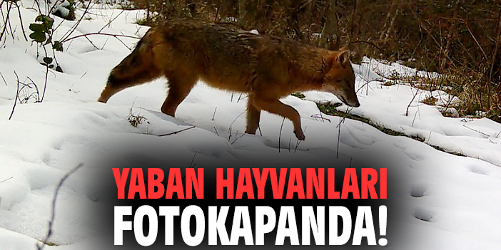 Yaban hayvanları fotokapanda!