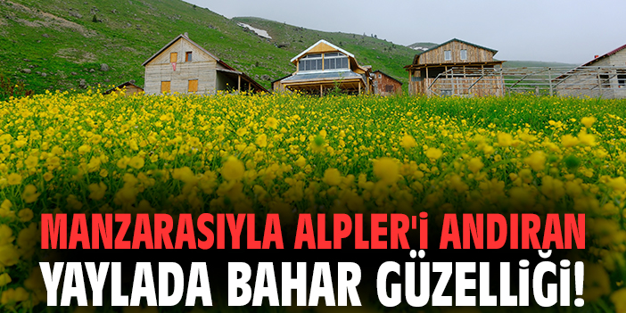 Manzarasıyla Alpler'i andıran yaylada bahar güzelliği!