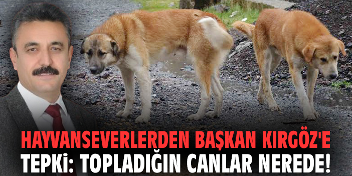Hayvanseverlerden Başkan Kırgöz'e tepki: Topladığın canlar nerede!