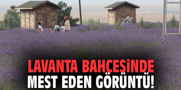 Lavanta bahçesinde mest eden görüntü!