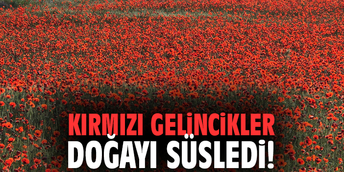 Kırmızı gelincikler doğayı süsledi!