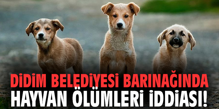 Didim Belediyesi barınağında hayvan ölümleri iddiası!