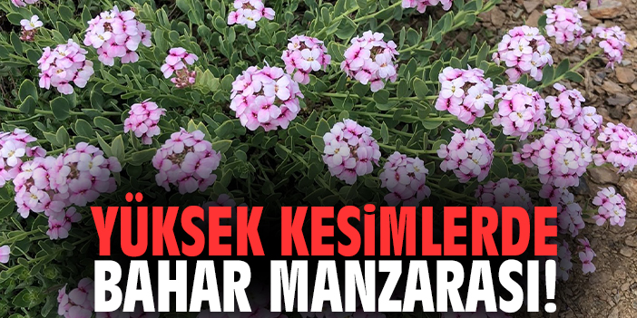 Yüksek kesimlerde bahar manzarası!