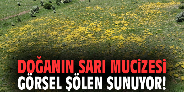 Doğanın sarı mucizesi görsel şölen sunuyor!