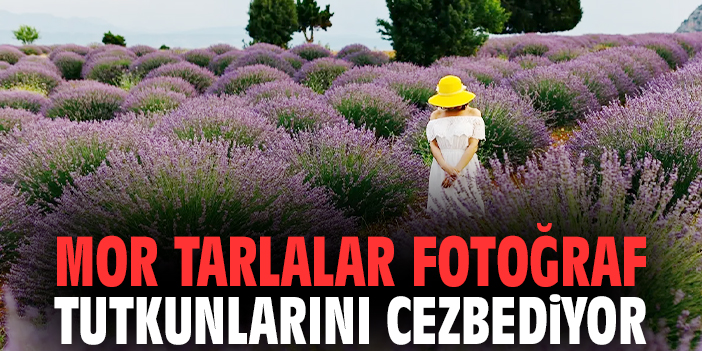 Mor tarlalar fotoğraf tutkunlarını cezbediyor