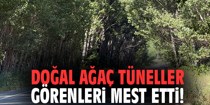 Doğal ağaç tüneller görenleri mest etti!
