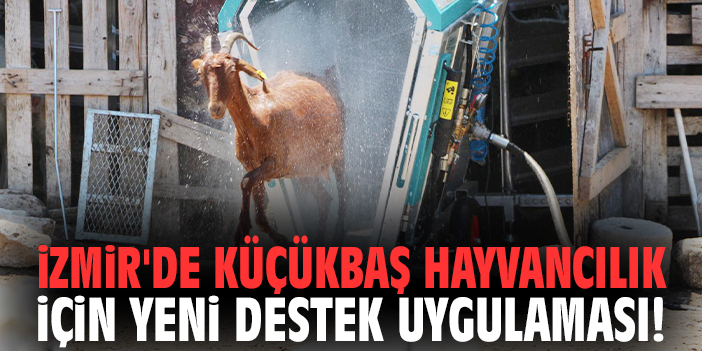 İzmir'de küçükbaş hayvancılık için yeni destek uygulaması!
