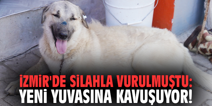 İzmir'de silahla vurulmuştu: Yeni yuvasına kavuşuyor!