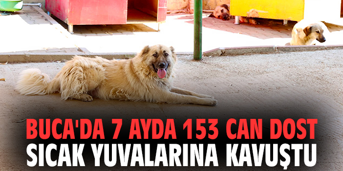 Buca'da 7 ayda 153 can dost sıcak yuvalarına kavuştu