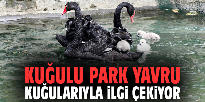 Kuğulu Park yavru kuğularıyla ilgi çekiyor