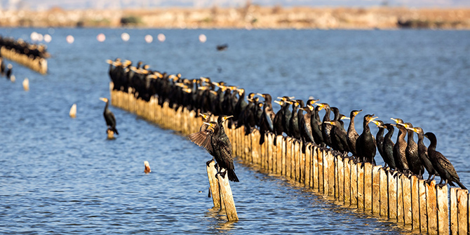 İzmir sizi çağırıyor