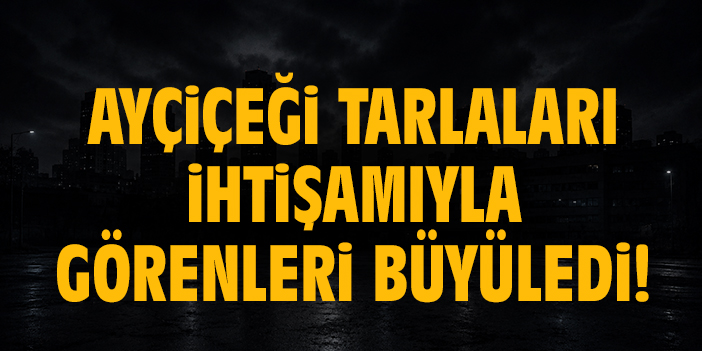 Ayçiçeği tarlaları ihtişamıyla görenleri büyüledi!