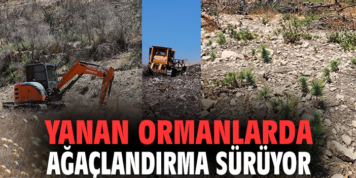 Aliağa ve Foça'daki yanan orman alanlarında ağaçlandırma çalışmaları sürüyor