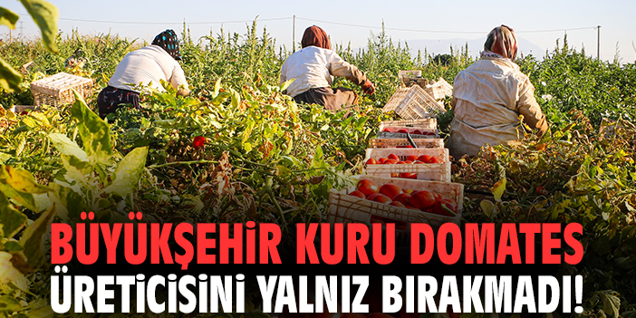 Büyükşehir kuru domates üreticisini yalnız bırakmadı!