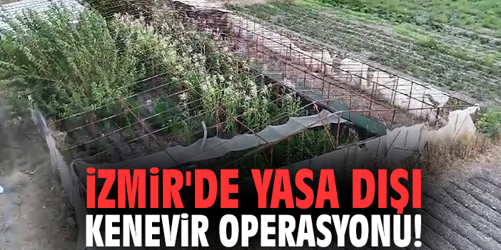 İzmir'de yasa dışı kenevir operasyonu!