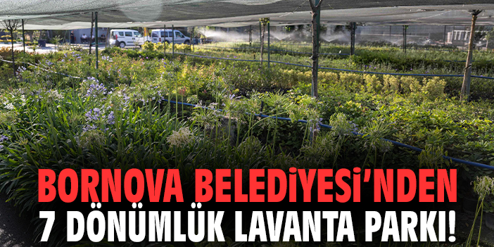 Bornova Belediyesi’nden 7 dönümlük lavanta parkı!