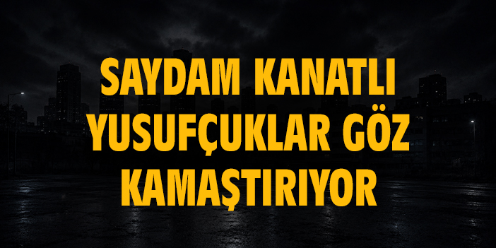 Saydam kanatlı yusufçuklar göz kamaştırıyor