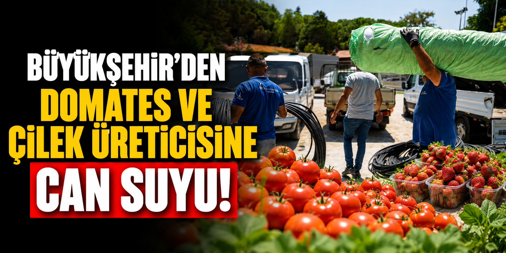 Büyükşehir’den domates ve çilek üreticisine can suyu!
