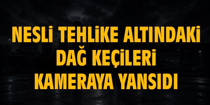 Nesli tehlike altındaki dağ keçileri kameraya yansıdı