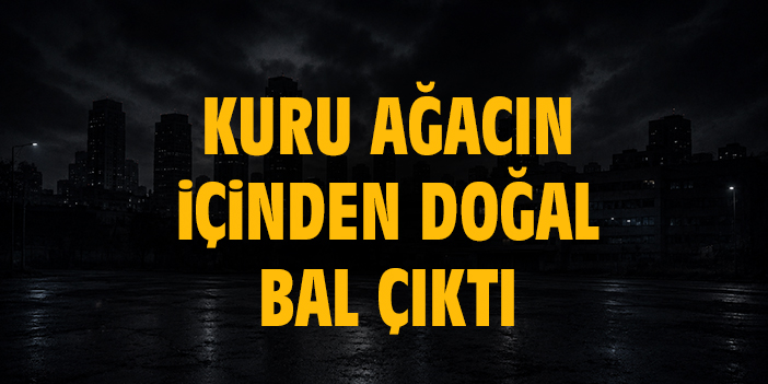 Kuru ağacın içinden doğal bal çıktı