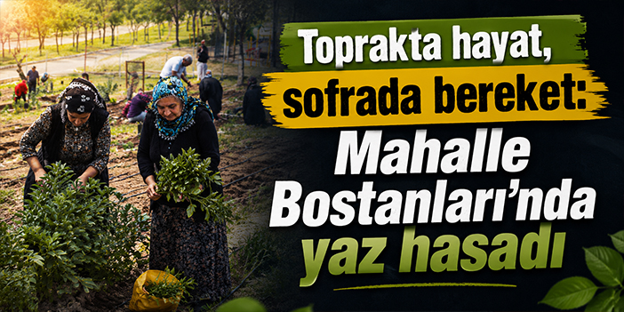 Toprakta hayat, sofrada bereket: Mahalle Bostanları’nda yaz hasadı