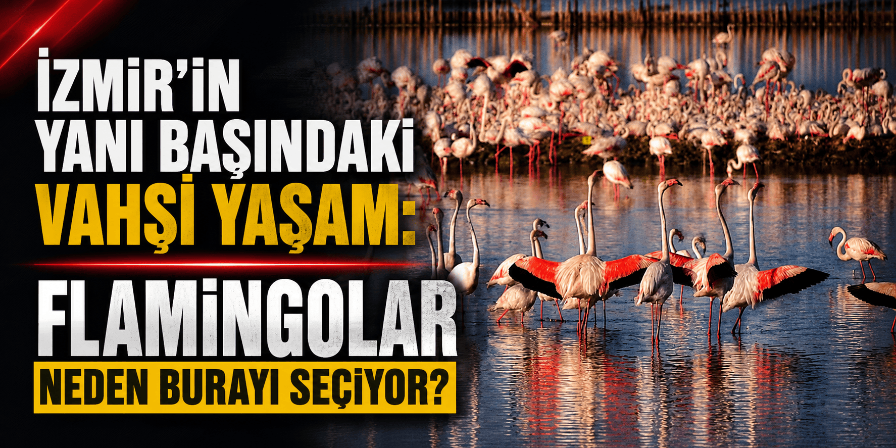 İzmir’in yanı başındaki vahşi yaşam: Flamingolar neden burayı seçiyor?