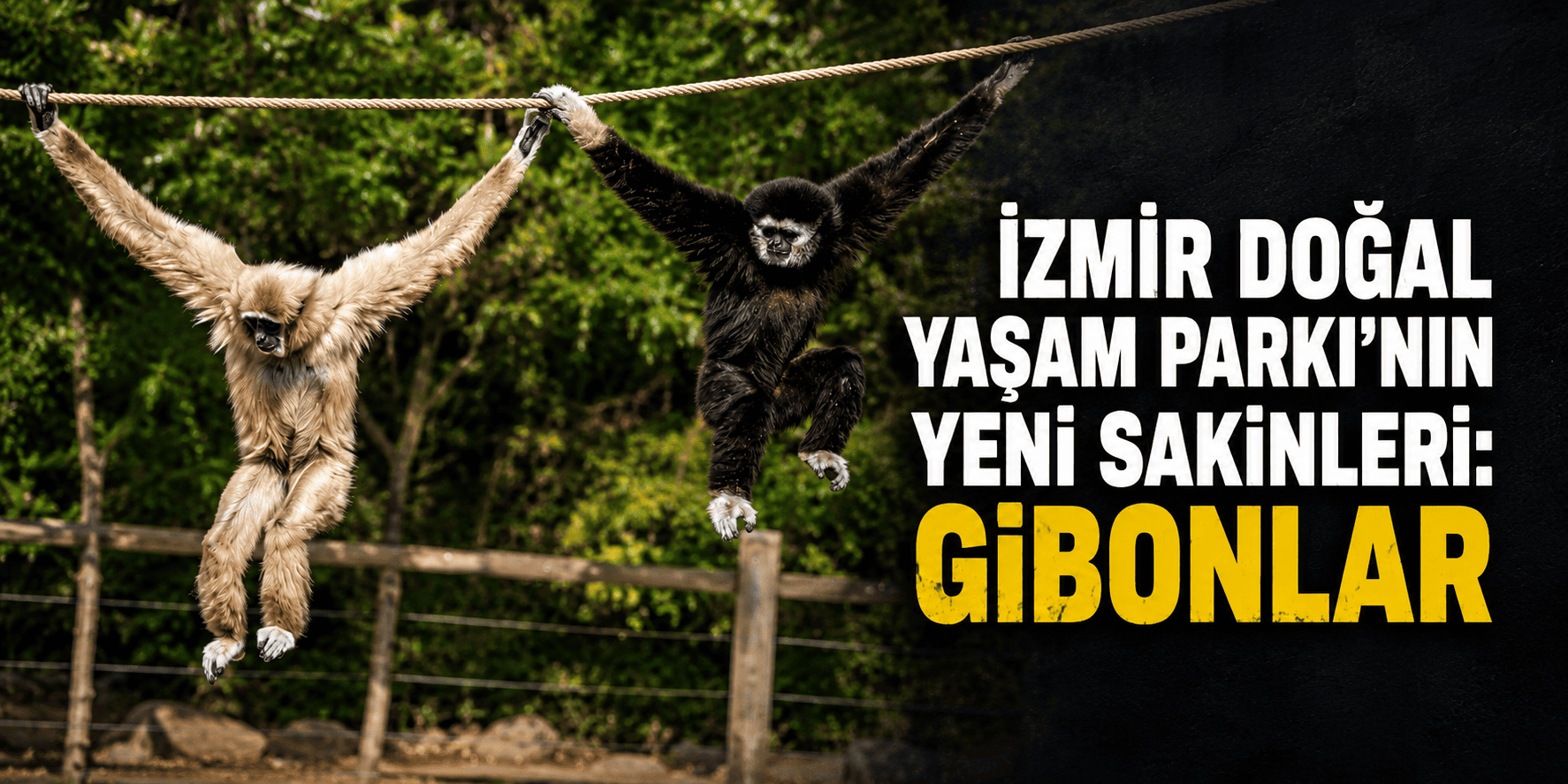 İzmir Doğal Yaşam Parkı’nın yeni sakinleri: Gibonlar