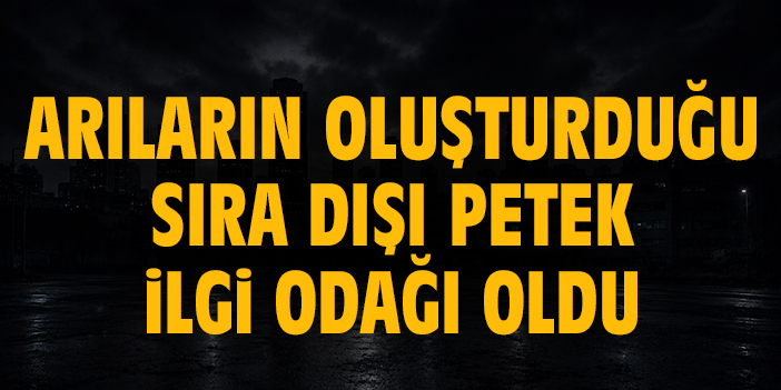 Arıların oluşturduğu sıra dışı petek ilgi odağı oldu
