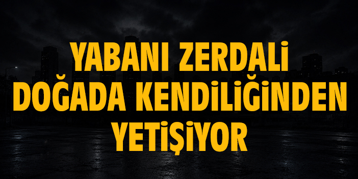 Yabani zerdali doğada kendiliğinden yetişiyor