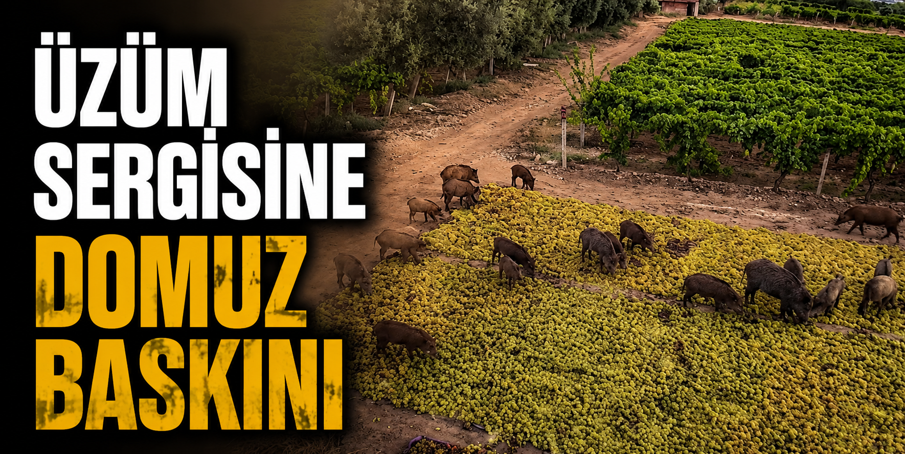 Üzüm sergisine domuz baskını Gelen Kutusu