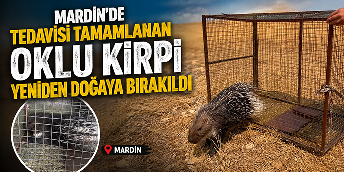 Mardin'de tedavisi tamamlanan oklu kirpi yeniden doğaya bırakıldı