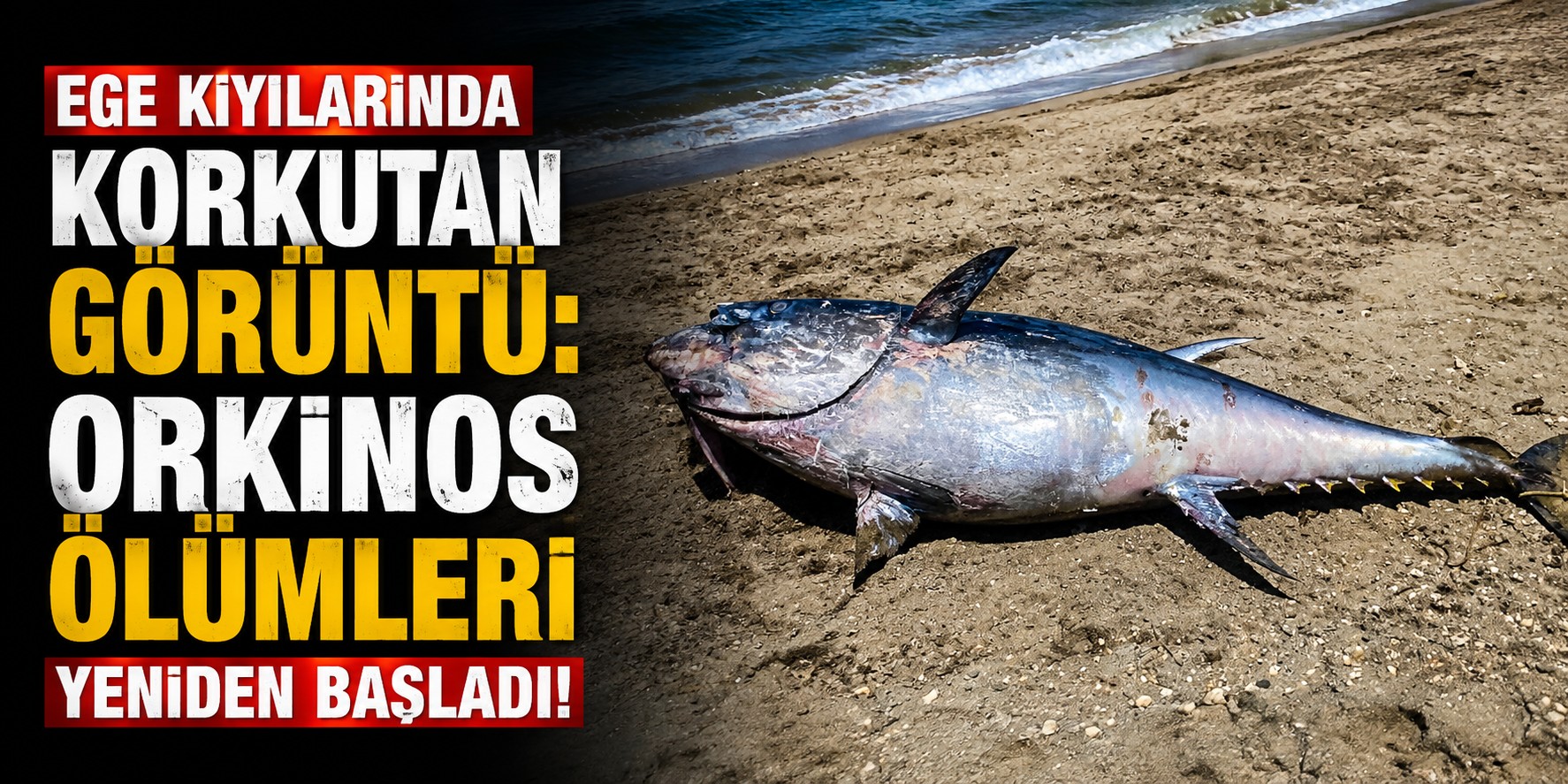 Ege kıyılarında korkutan görüntü: Orkinos ölümleri yeniden başladı!