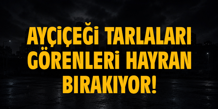 Ayçiçeği tarlaları görenleri hayran bırakıyor