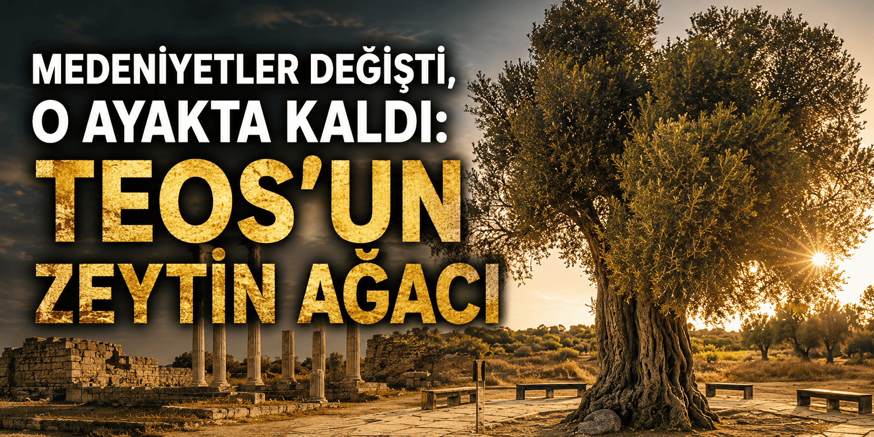 Medeniyetler değişti, o ayakta kaldı: Teos’un zeytin ağacı